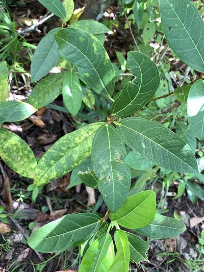 Ficus pedunculosa, photographed by 呂一起(Lyu yi-chi)