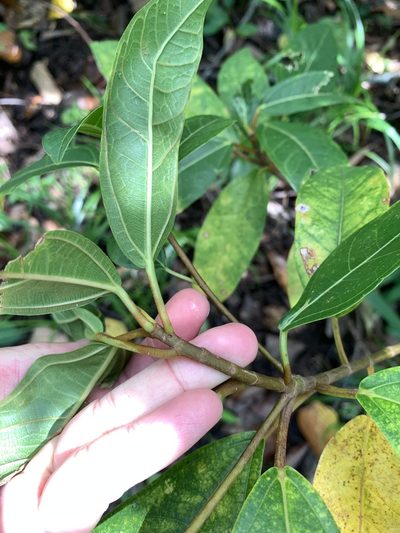 Ficus pedunculosa, photographed by 呂一起(Lyu yi-chi)