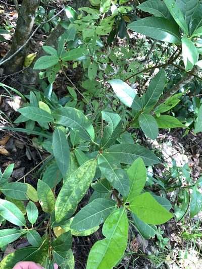 Ficus pedunculosa, photographed by 呂一起(Lyu yi-chi)