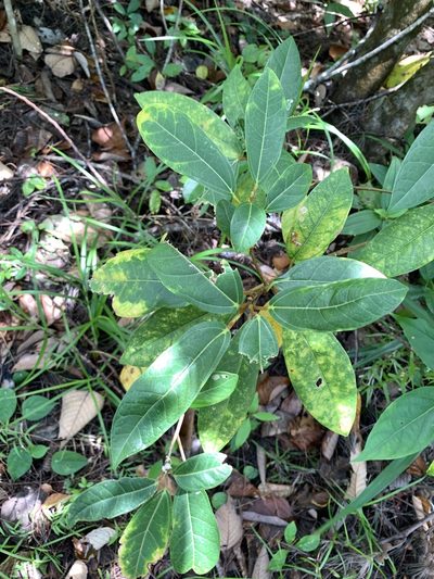 Ficus pedunculosa, photographed by 呂一起(Lyu yi-chi)
