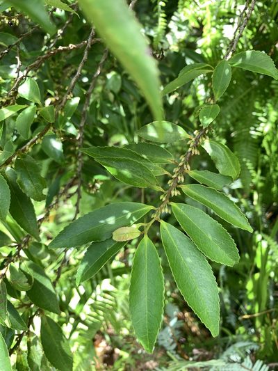 Eurya chinensis, photographed by 呂一起(Lyu yi-chi)