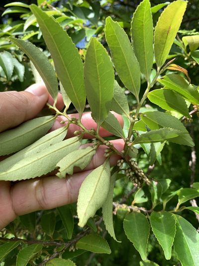 Eurya chinensis, photographed by 呂一起(Lyu yi-chi)