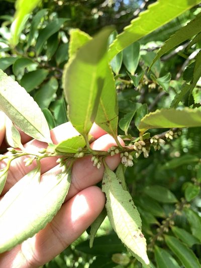 Eurya chinensis, photographed by 呂一起(Lyu yi-chi)