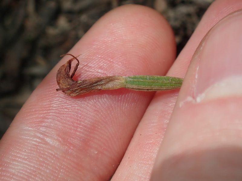 Pterostylis oblonga, photographed by Thomas Mesaglio