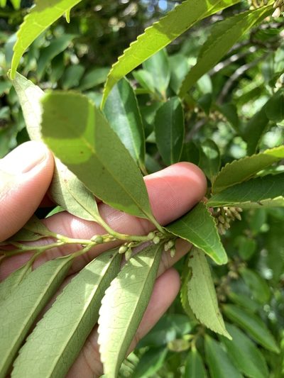 Eurya chinensis, photographed by 呂一起(Lyu yi-chi)