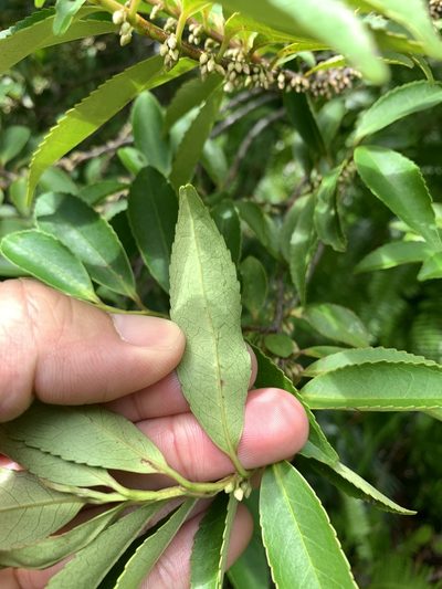 Eurya chinensis, photographed by 呂一起(Lyu yi-chi)