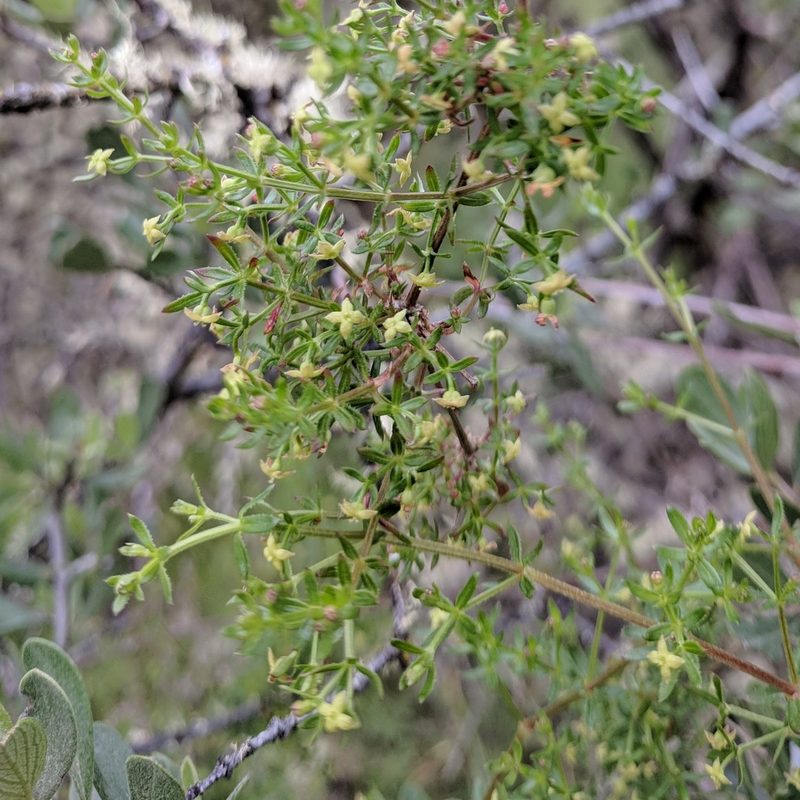 Trichogalium bolanderi, photographed by Andy Kleinhesselink