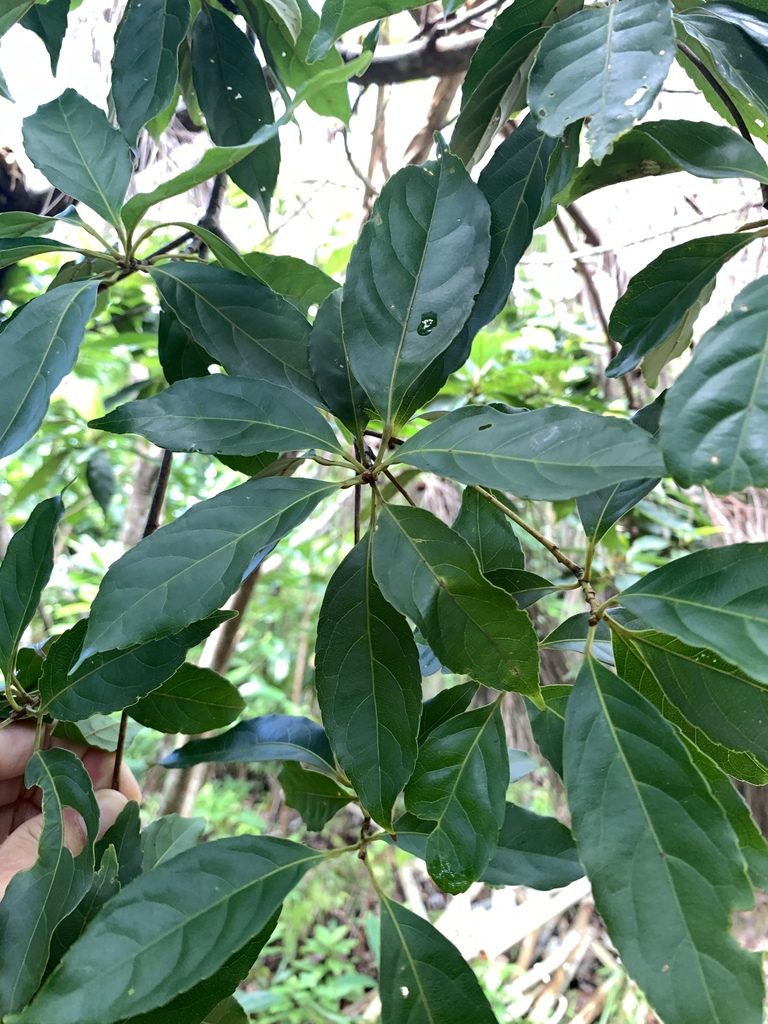 Elaeocarpus argenteus, photographed by 呂一起(Lyu yi-chi)