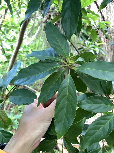Elaeocarpus argenteus, photographed by 呂一起(Lyu yi-chi)