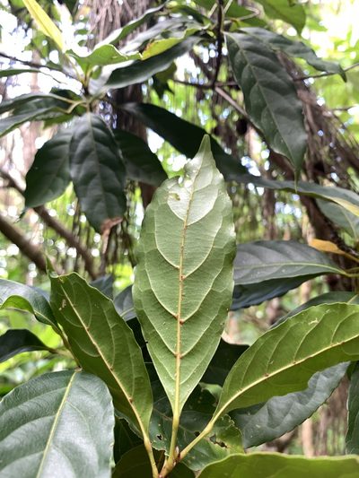Elaeocarpus argenteus, photographed by 呂一起(Lyu yi-chi)