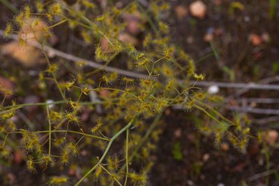 Drosera gigantea, photographed by Hugo Innes