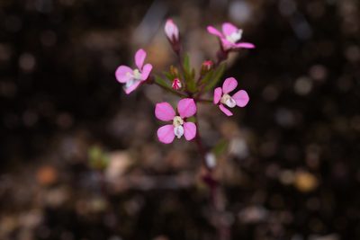 Levenhookia stipitata, photographed by Hugo Innes