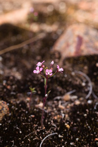 Levenhookia stipitata, photographed by Hugo Innes
