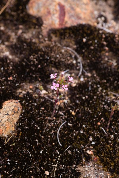 Levenhookia stipitata, photographed by Hugo Innes