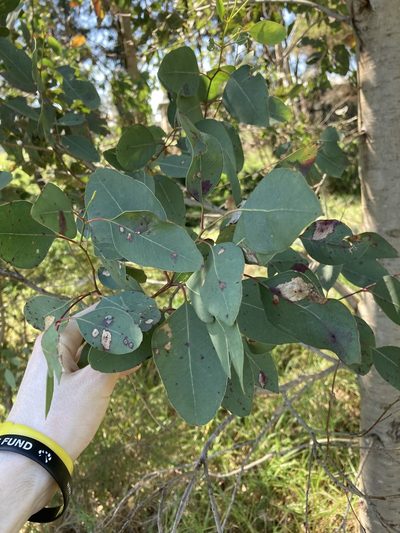 Eucalyptus amplifolia, photographed by Thomas Mesaglio