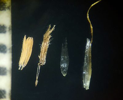 Pogonatherum paniceum, photographed by S.MORE