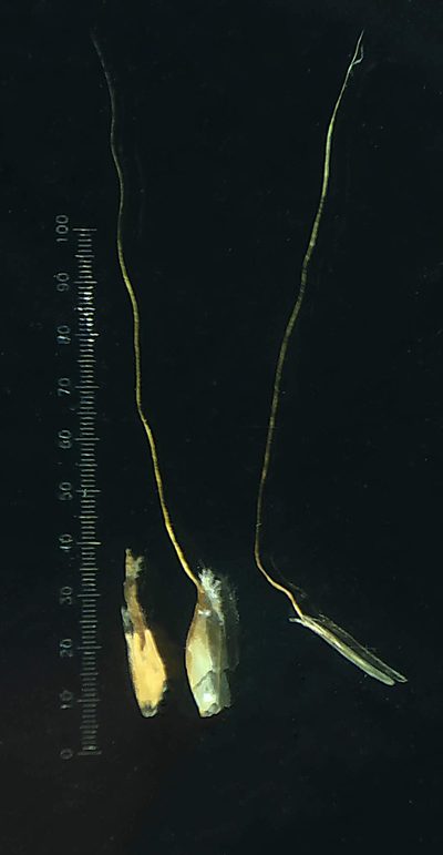 Pogonatherum paniceum, photographed by S.MORE