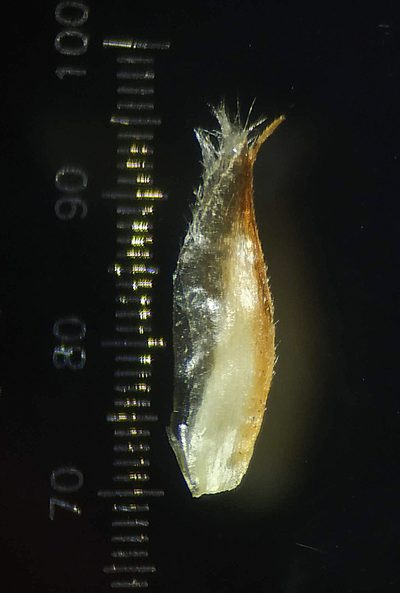Pogonatherum paniceum, photographed by S.MORE