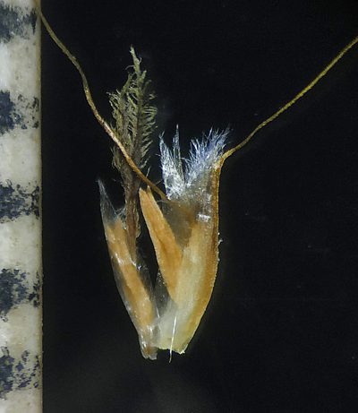 Pogonatherum paniceum, photographed by S.MORE