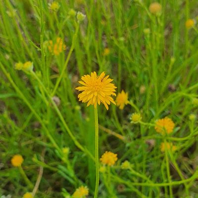 Calotis lappulacea, photographed by Claudia Schipp