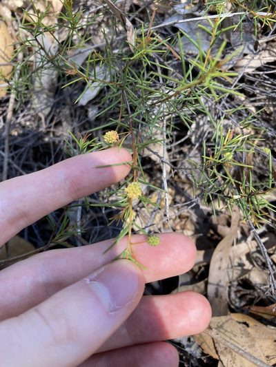 Acacia brownii, photographed by Thomas Mesaglio