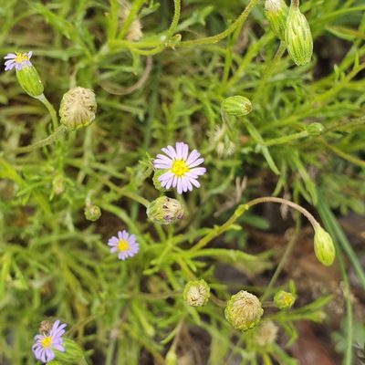 Vittadinia muelleri, photographed by Claudia Schipp