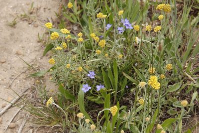 Aristea africana, photographed by Tony Rebelo