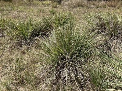 Paspalum quadrifarium, photographed by Thomas Mesaglio
