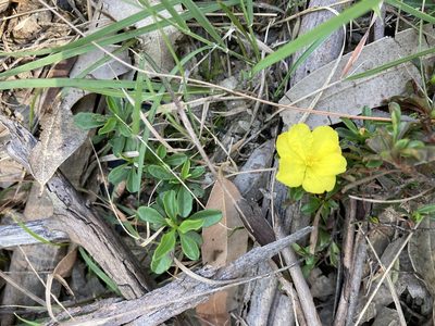 Hibbertia diffusa, photographed by Thomas Mesaglio