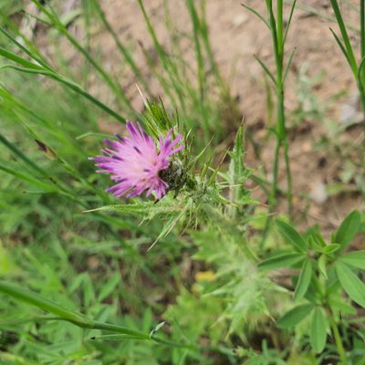 Carduus tenuiflorus, photographed by Claudia Schipp