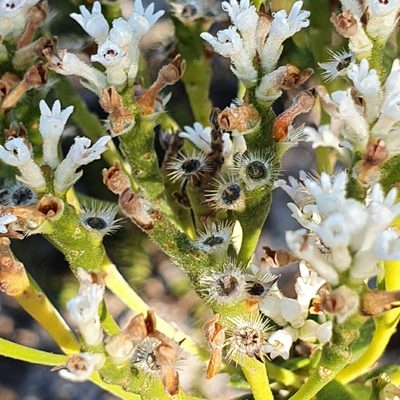 Conospermum ellipticum, photographed by ronavery