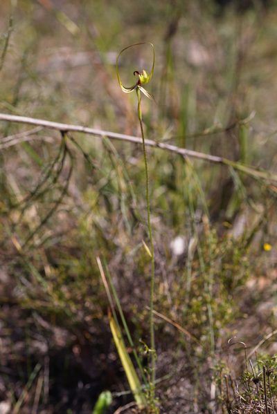 Caladenia attingens, photographed by Hugo Innes