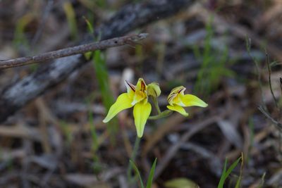 Caladenia flava, photographed by Hugo Innes
