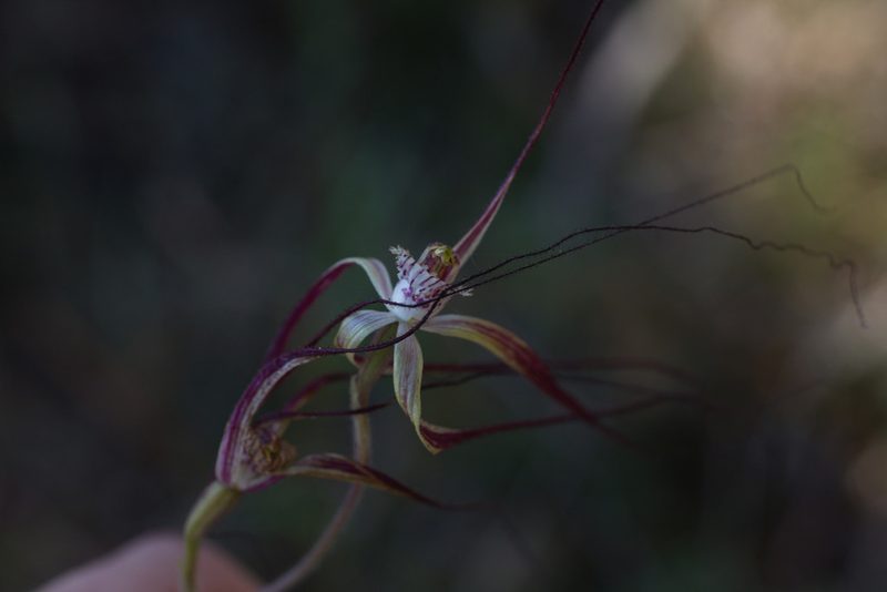 Caladenia chapmanii, photographed by Hugo Innes
