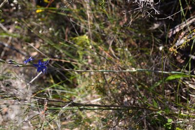 Thelymitra macrophylla, photographed by Hugo Innes