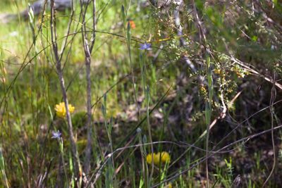 Thelymitra vulgaris, photographed by Hugo Innes