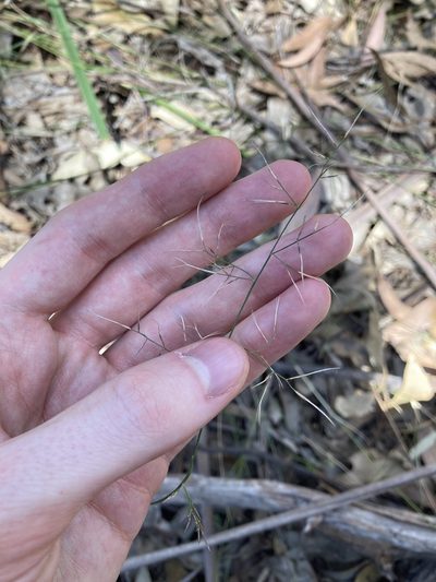Aristida vagans, photographed by Thomas Mesaglio