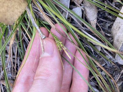 Carex breviculmis, photographed by Thomas Mesaglio
