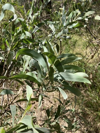 Acacia binervia, photographed by Thomas Mesaglio