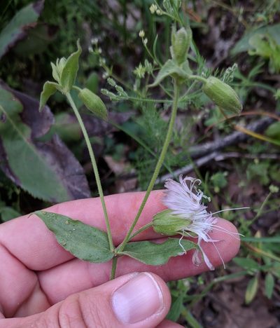 Silene campanulata, photographed by Andy Kleinhesselink