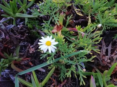 Argyranthemum frutescens, photographed by Andy McKay