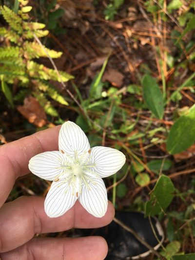 Parnassia caroliniana, photographed by Becky Dill