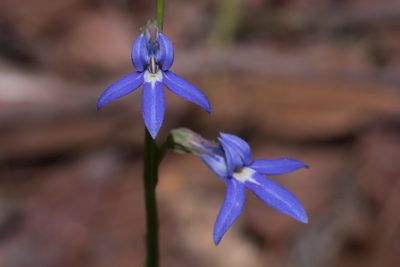 Lobelia gibbosa, photographed by Bruce Cathie