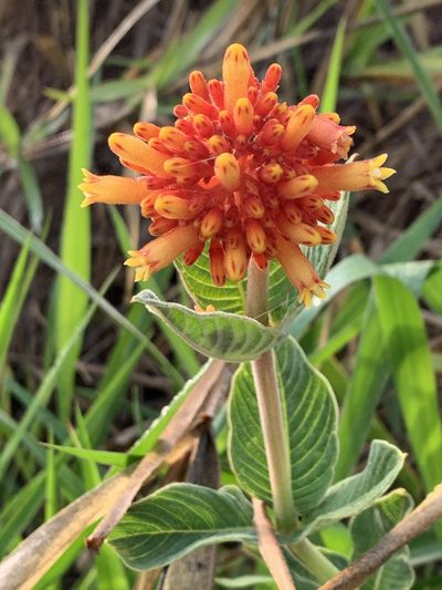 Palicourea officinalis, photographed by Mario Barroso
