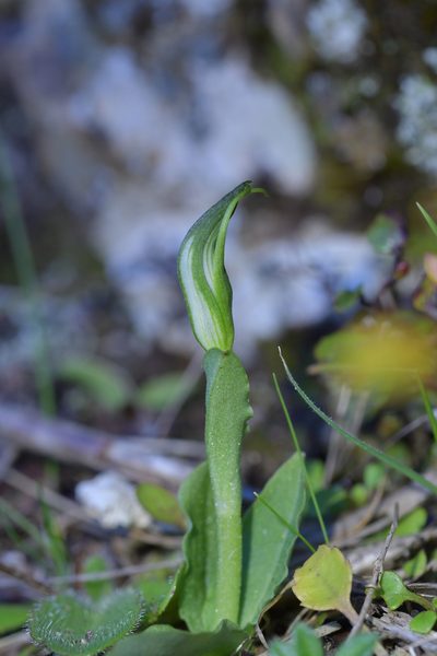 Pterostylis foliata, photographed by Christopher Stephens