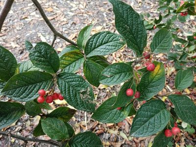 Cotoneaster rehderi, photographed by Zeke Marshall