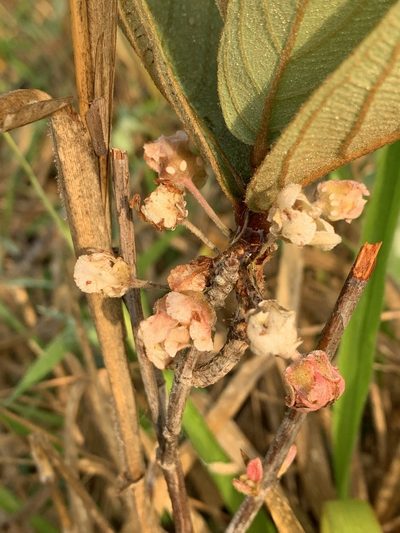 Pterandra pyroidea, photographed by Mario Barroso