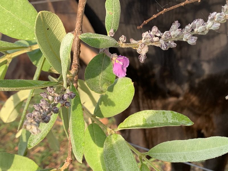 Qualea parviflora, photographed by Mario Barroso