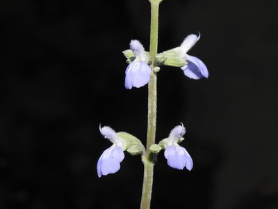Salvia pallida, photographed by Eduardo Luis Beltrocco