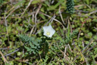 Linum monogynum, photographed by Christopher Stephens